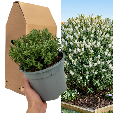 Hebe 'Sutherlandii' Compact Evergreen Garden Plant  2L Pot The Rose Press Garden