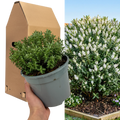 Hebe 'Sutherlandii' Compact Evergreen Garden Plant  2L Pot The Rose Press Garden