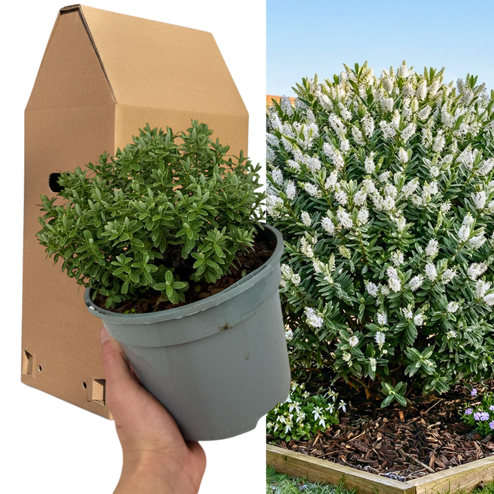 Hebe 'Sutherlandii' Compact Evergreen Garden Plant  2L Pot The Rose Press Garden