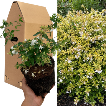 Abelia 'Francis Mason' Variegated Evergreen Garden Plant  Fragrant Pink Flowers  2L Pot The Rose Press Garden