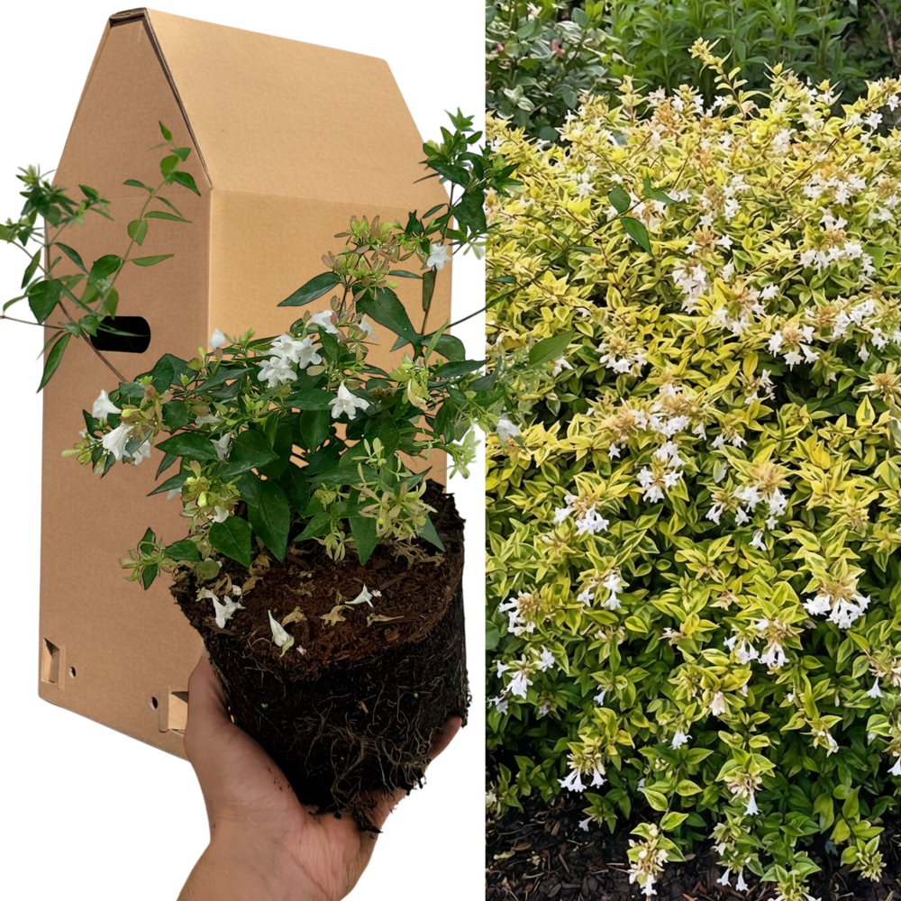 Abelia 'Francis Mason' Variegated Evergreen Garden Plant  Fragrant Pink Flowers  2L Pot The Rose Press Garden