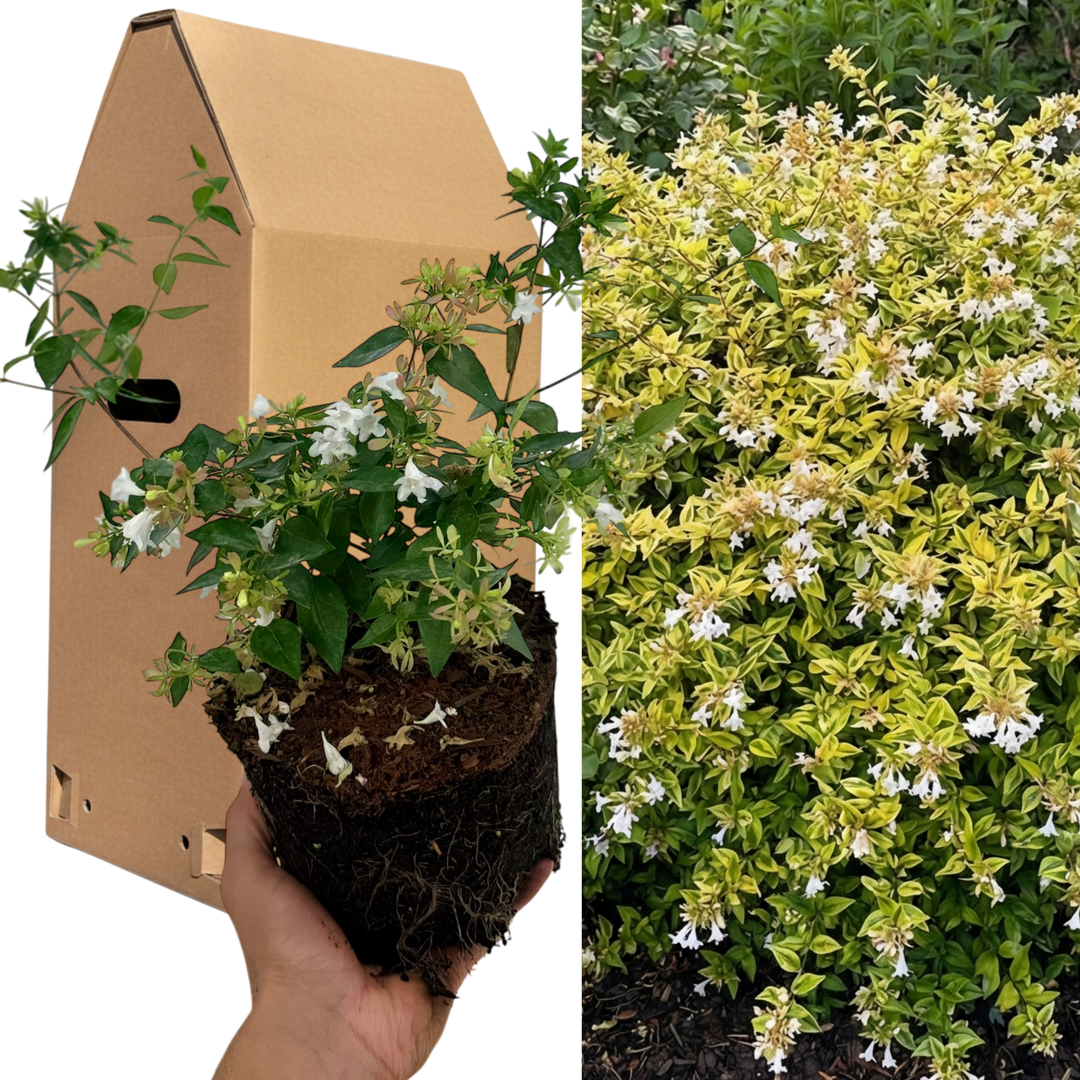 Abelia 'Francis Mason' Variegated Evergreen Garden Plant  Fragrant Pink Flowers  2L Pot The Rose Press Garden