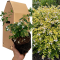 Abelia 'Francis Mason' Variegated Evergreen Garden Plant  Fragrant Pink Flowers  2L Pot The Rose Press Garden