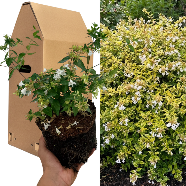 Abelia 'Francis Mason' Variegated Evergreen Garden Plant  Fragrant Pink Flowers  2L Pot The Rose Press Garden