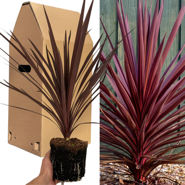 Cordyline Red Star Architectural Evergreen Garden Shrub 2Ltr Pot The Rose Press Garden