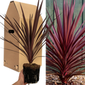 Cordyline Red Star Architectural Evergreen Garden Shrub 2Ltr Pot The Rose Press Garden