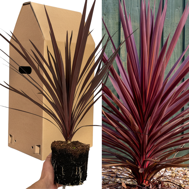 Cordyline Red Star Architectural Evergreen Garden Shrub 2Ltr Pot The Rose Press Garden