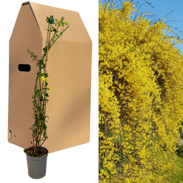 Jasminum nudiflorum Winter Jasmine - 2L Pot The Rose Press Garden