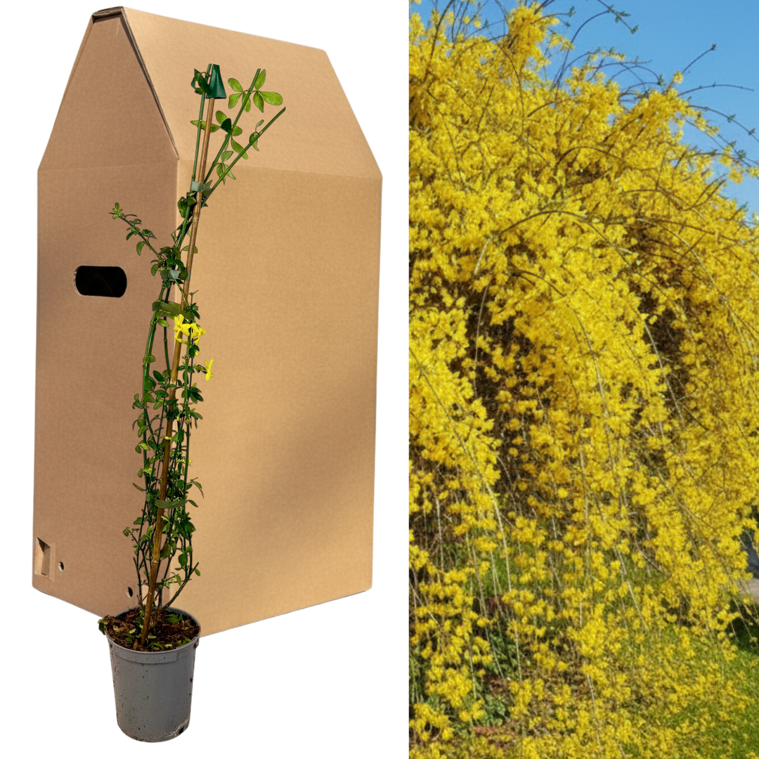 Jasminum nudiflorum Winter Jasmine - 2L Pot The Rose Press Garden