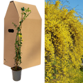 Jasminum nudiflorum Winter Jasmine - 2L Pot The Rose Press Garden