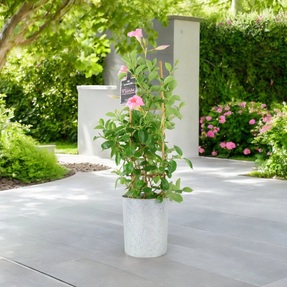 Mandevilla Dipladenia Pink Plants By Post