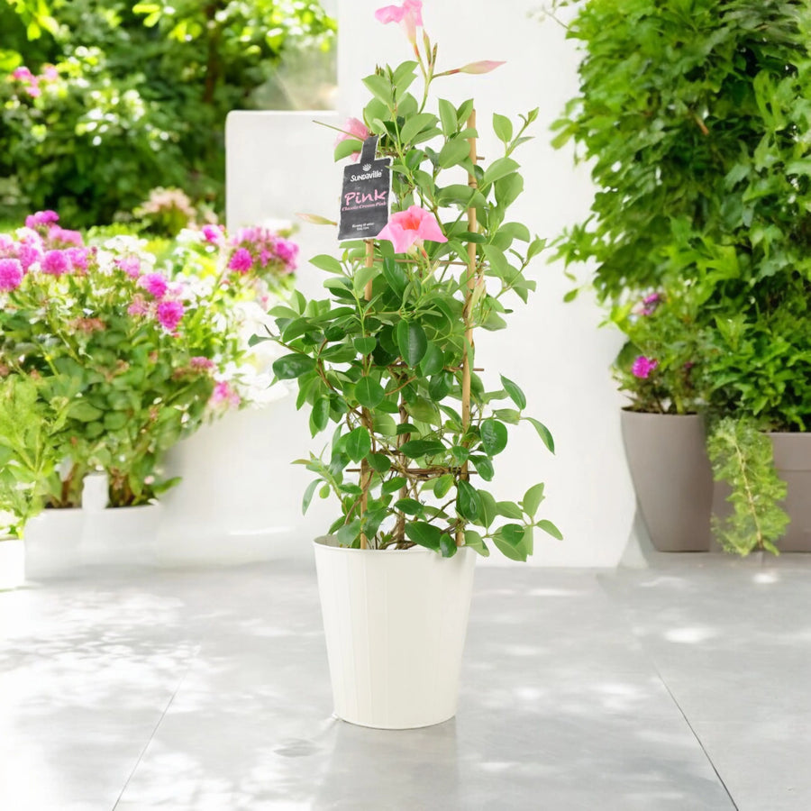 Mandevilla Dipladenia Pink Plants By Post