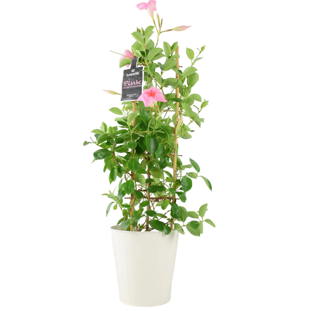 Mandevilla Dipladenia Pink Plants By Post