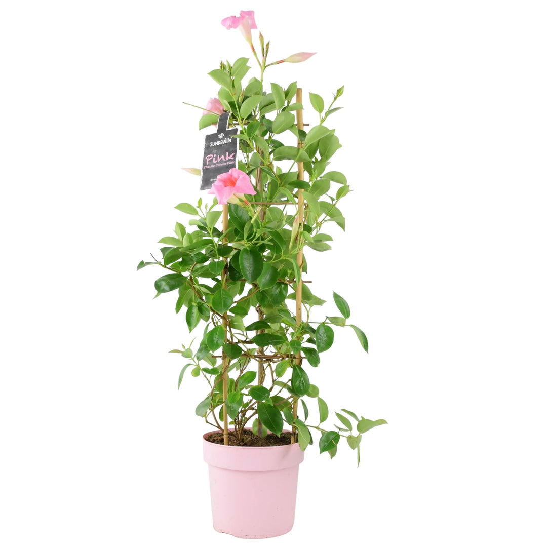 Mandevilla Dipladenia Pink Plants By Post