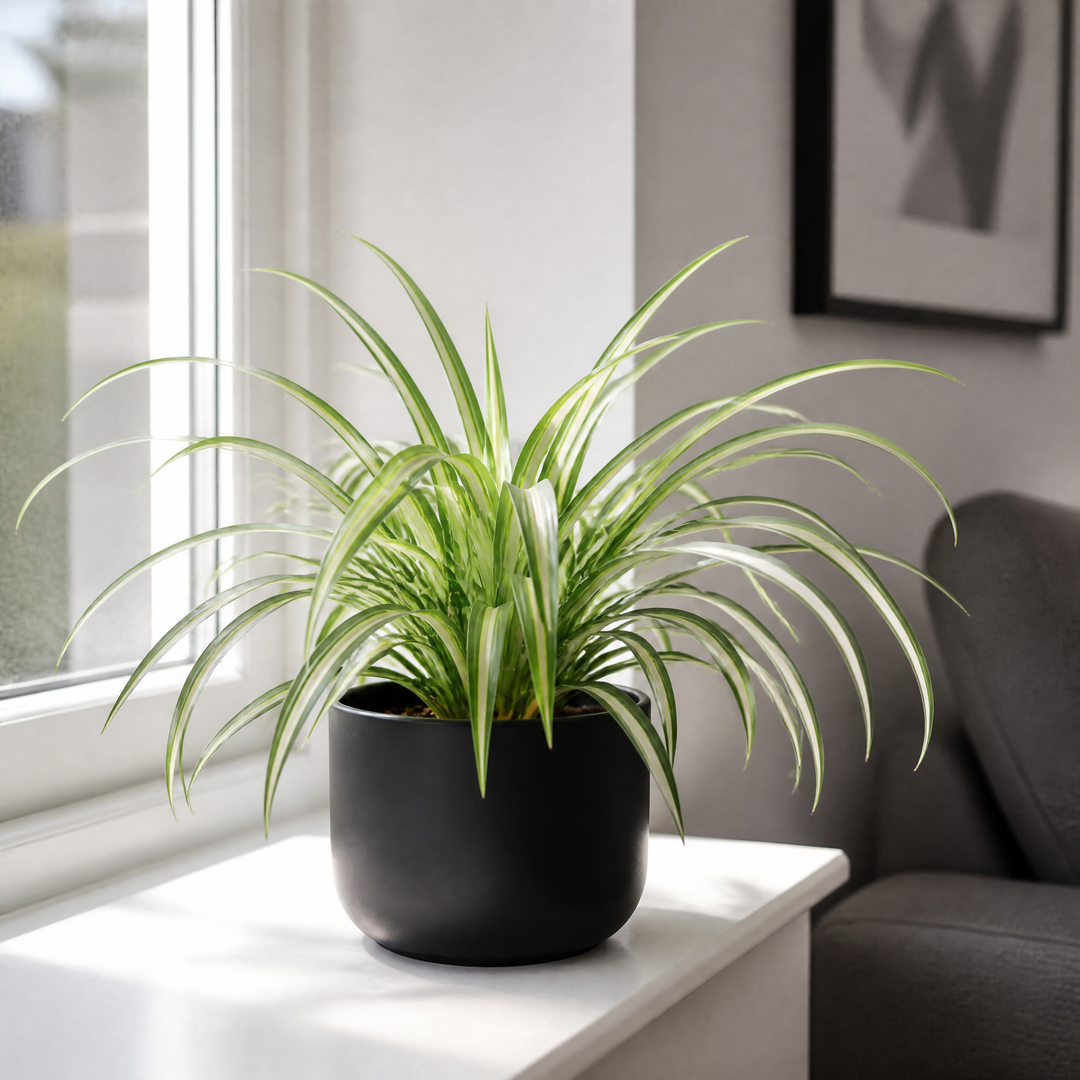 Chlorophytum Spider Plant 12cm - Air Purifying Plant Plants By Post