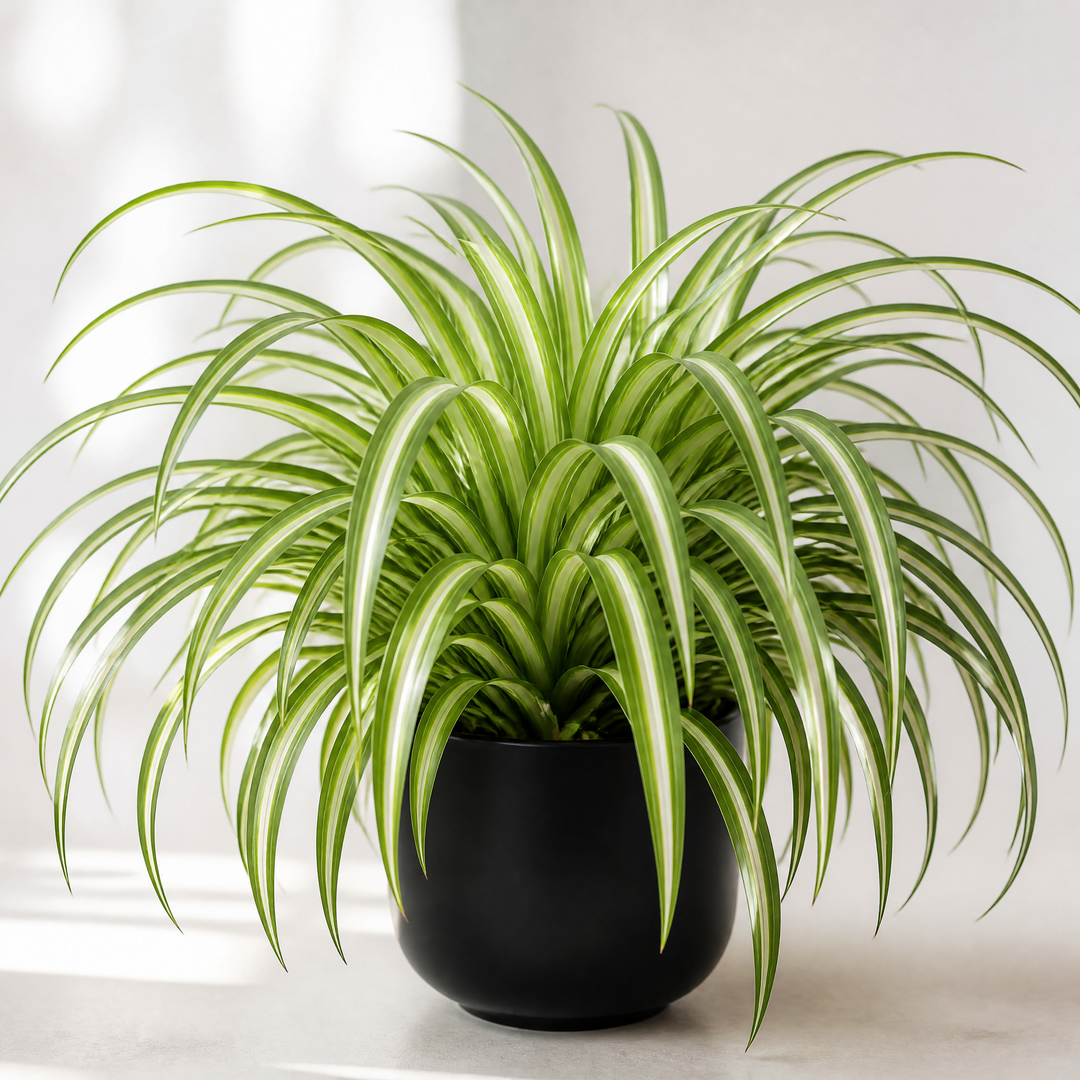 Chlorophytum Spider Plant 12cm - Air Purifying Plant Plants By Post
