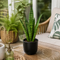 Matt Black Ceramic Pot