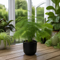 Matt Black Ceramic Pot