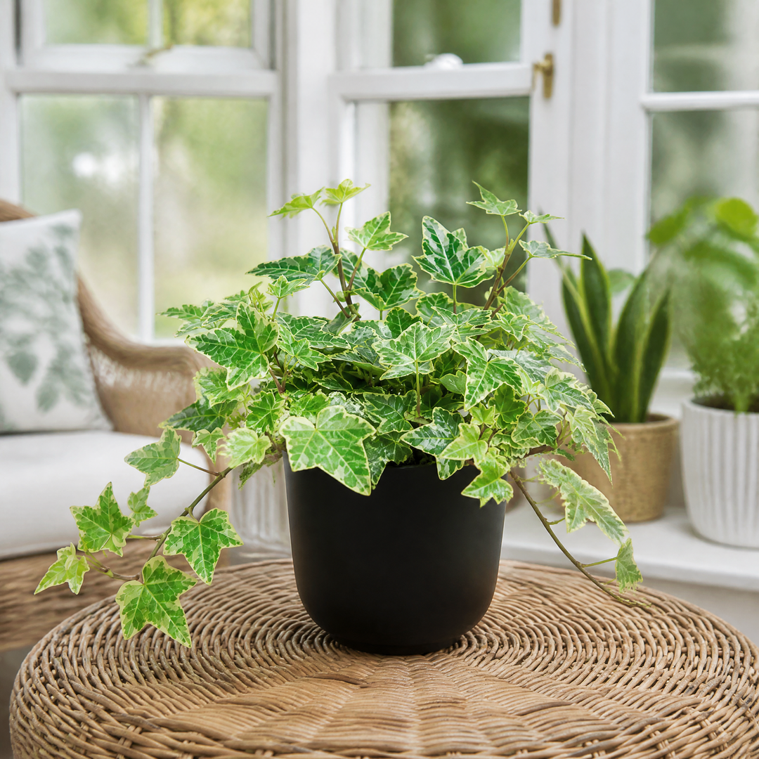Hedera Variegated Ivy 12cm Pot Plants By Post