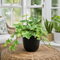 Matt Black Ceramic Pot