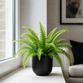 Nephrolepis Boston Fern in a Decorative Ceramic Pot Plants By Post UK