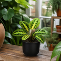 Maranta Lemon Lime Prayer Plant 12cm Pot – Variegated Indoor Houseplant The Rose Press Garden