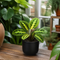 Matt Black Ceramic Pot