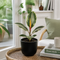 Matt Black Ceramic Pot