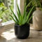 Matt Black Ceramic Pot