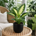 Dieffenbachia Compacta Dumb Cane 12cm Pot Plants By Post