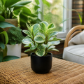 Peperomia Obtusifolia Variegated Radiator Plant 12cm Pot Plants By Post