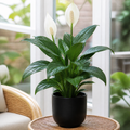 Peace Lily Plant 12cm - Air Purifying Houseplant Elegant Indoor Plant with White Flowers Plants By Post UK