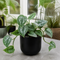 Matt Black Ceramic Pot