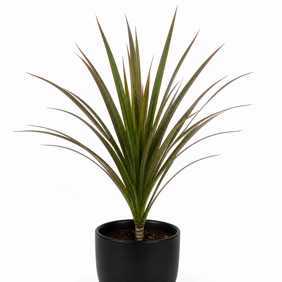 Dracaena Marginata Dragon Tree - 12cm Tropical Houseplant Generic