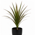 Dracaena Marginata Dragon Tree - 12cm Tropical Houseplant Generic