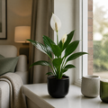 Peace Lily Plant 12cm - Air Purifying Houseplant Elegant Indoor Plant with White Flowers Plants By Post UK