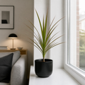 Dracaena Marginata Dragon Tree - 12cm Tropical Houseplant Generic