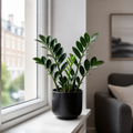 Zamioculcas Zamiifolia ZZ Plant 12cm Pot – Easy Care Indoor Houseplant Plants By Post