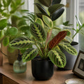 Maranta Leuconeura Prayer Plant 12cm - Beautiful Tricolour Indoor Foliage Plants By Post