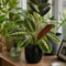 Matt Black Ceramic Pot