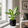 Dieffenbachia Compacta Dumb Cane 12cm Pot Plants By Post