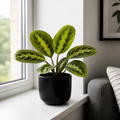 Maranta Lemon Lime Prayer Plant 12cm Pot – Variegated Indoor Houseplant The Rose Press Garden