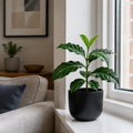 Coffee Arabica – Indoor Coffee Plant for Home & Office (12cm Pot) Plants By Post