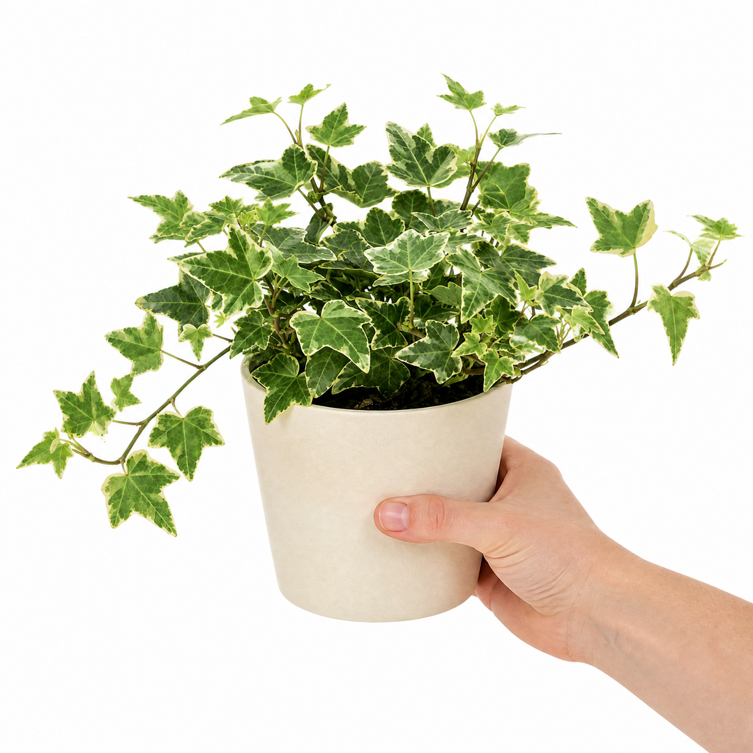 Hedera Variegated Ivy 12cm Pot Plants By Post
