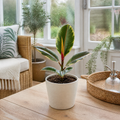 Ficus Belize Pink Rubber Plant 12cm Pot – Variegated Indoor Houseplant The Rose Press Garden