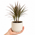 Dracaena Marginata Dragon Tree - 12cm Tropical Houseplant Generic