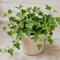 Matt Cream Ceramic Pot