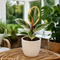 Matt Cream Ceramic Pot