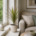 Dracaena Marginata Dragon Tree - 12cm Tropical Houseplant Generic