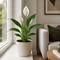 Matt Cream Ceramic Pot